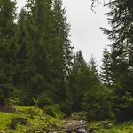Villa Spadok Forest - 1